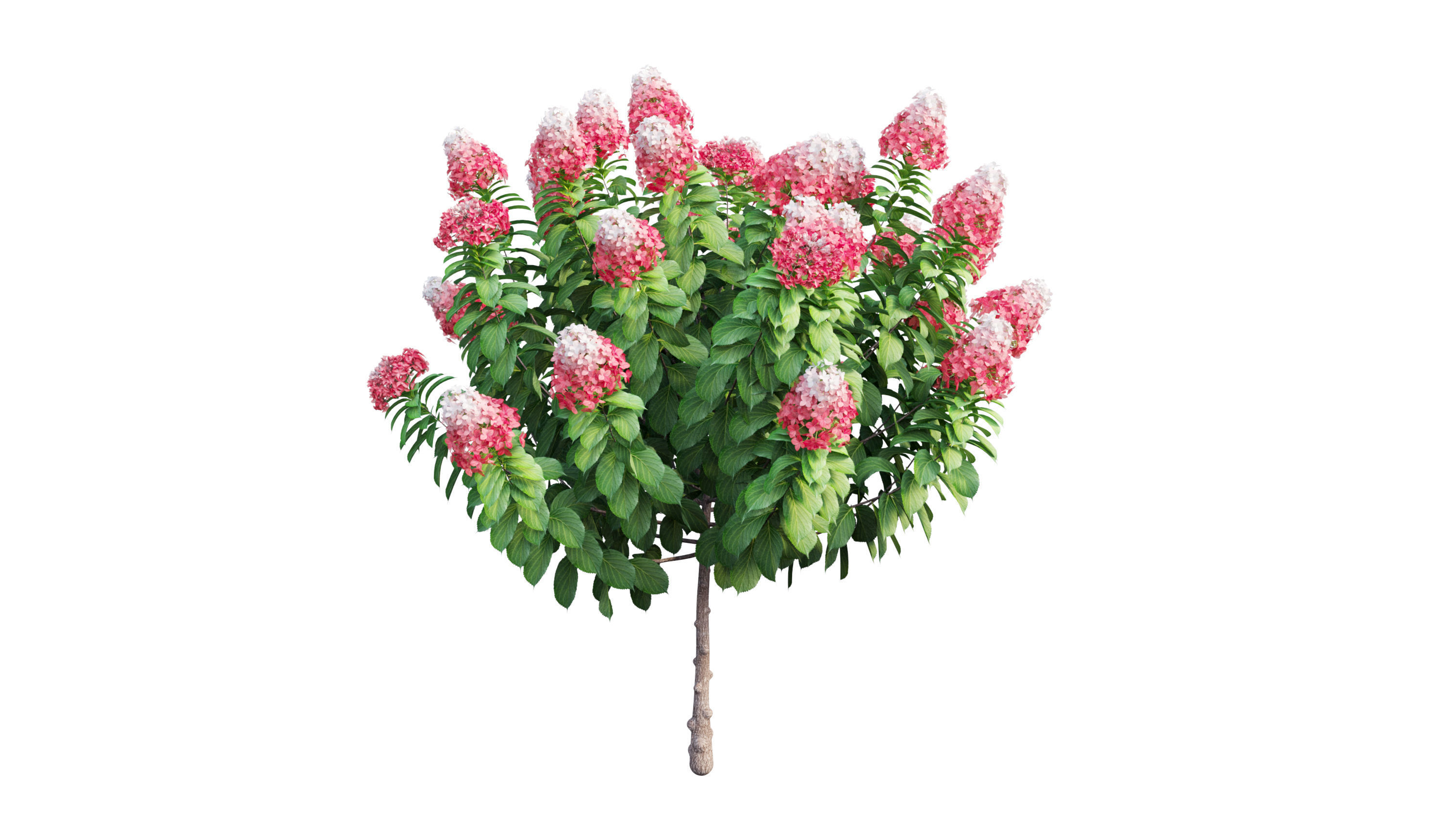 Plants Hydrangea set 11  3D model_7