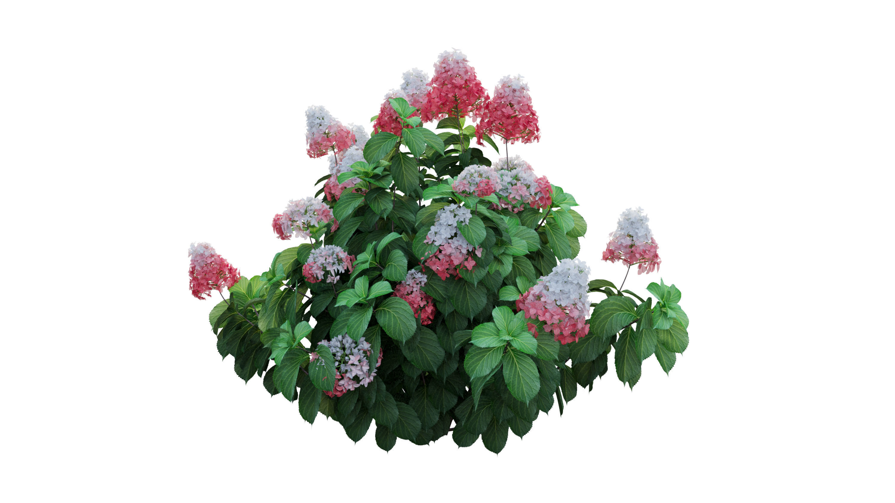 Plants Hydrangea set 11  3D model_24