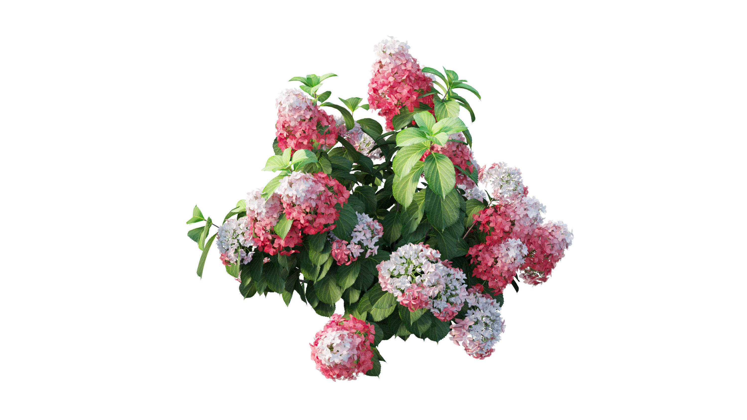 Plants Hydrangea set 11  3D model_31