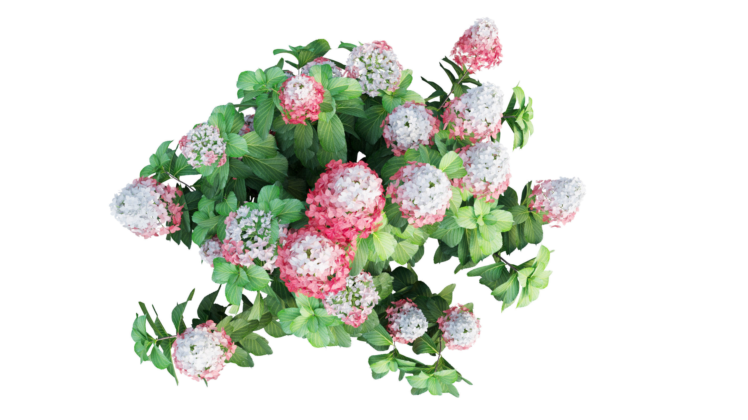 Plants Hydrangea set 11  3D model_27