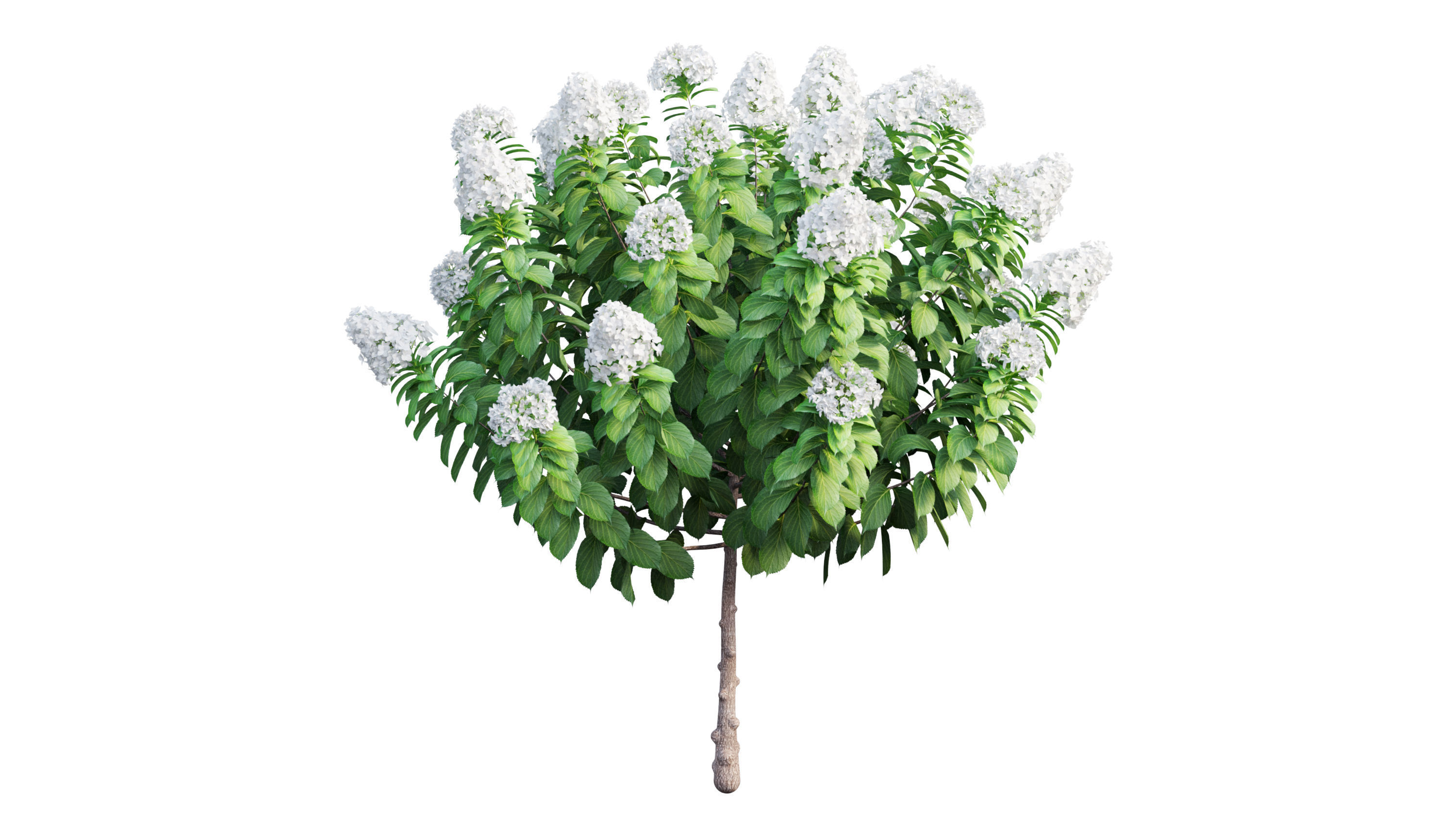 Plants Hydrangea set 11  3D model_8