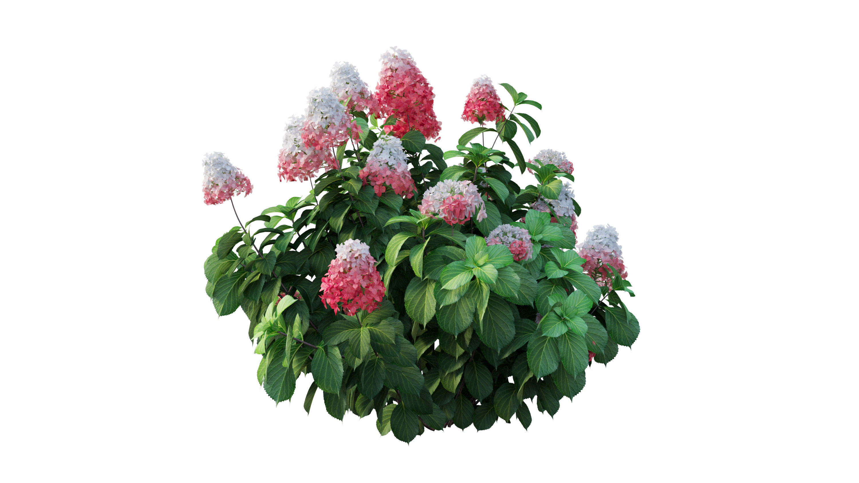 Plants Hydrangea set 11  3D model_21