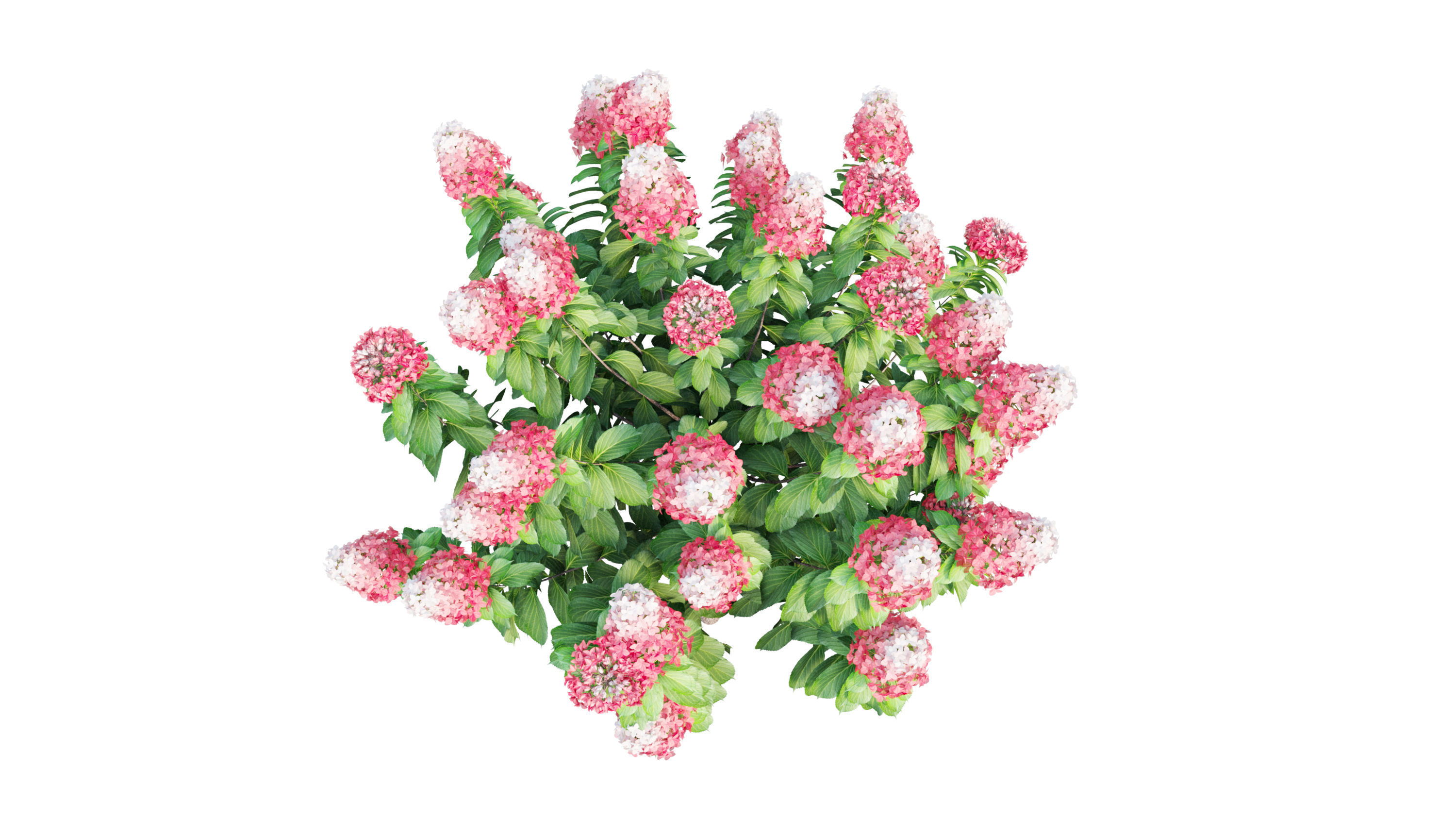 Plants Hydrangea set 11  3D model_32