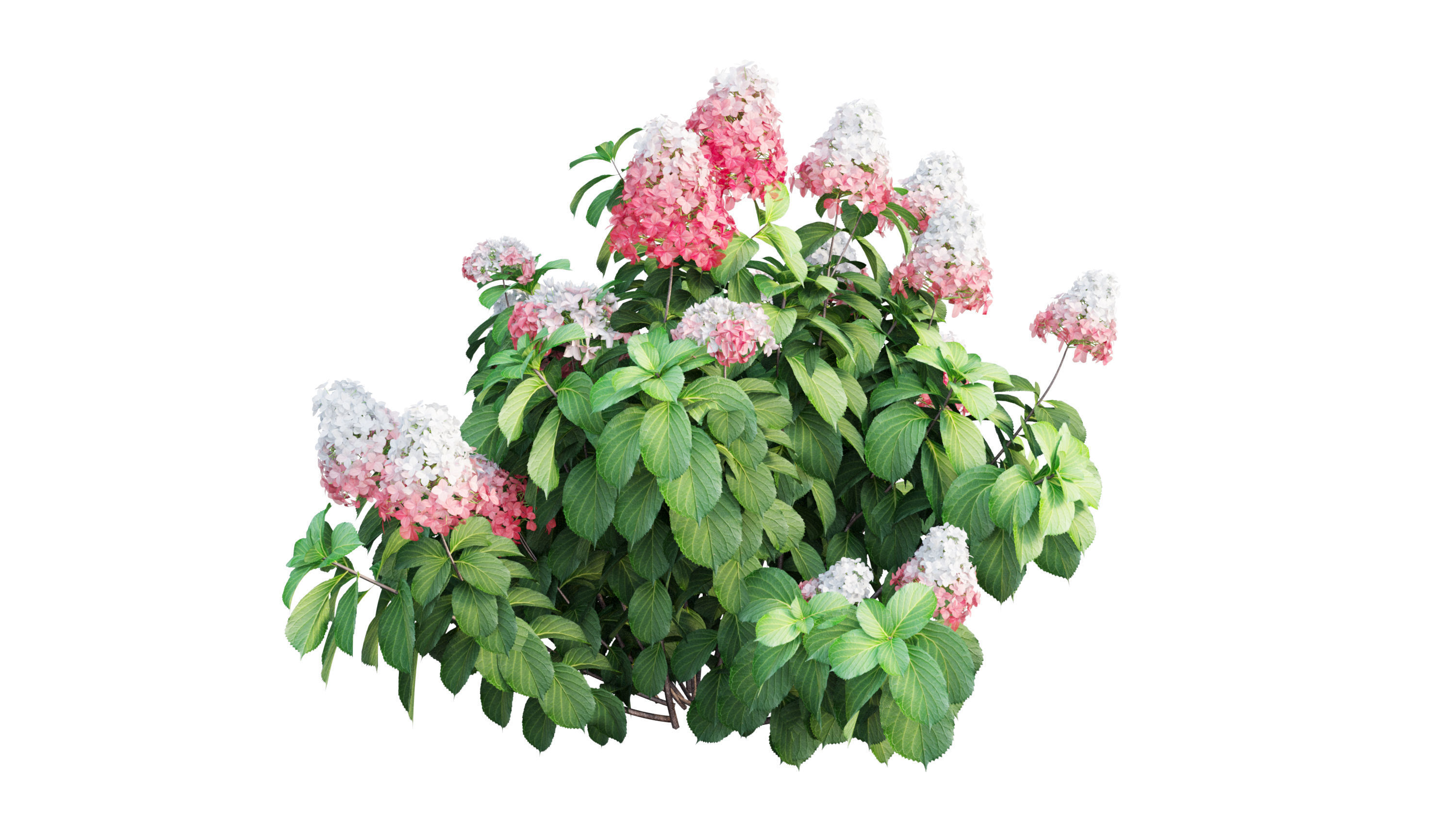 Plants Hydrangea set 11  3D model_3