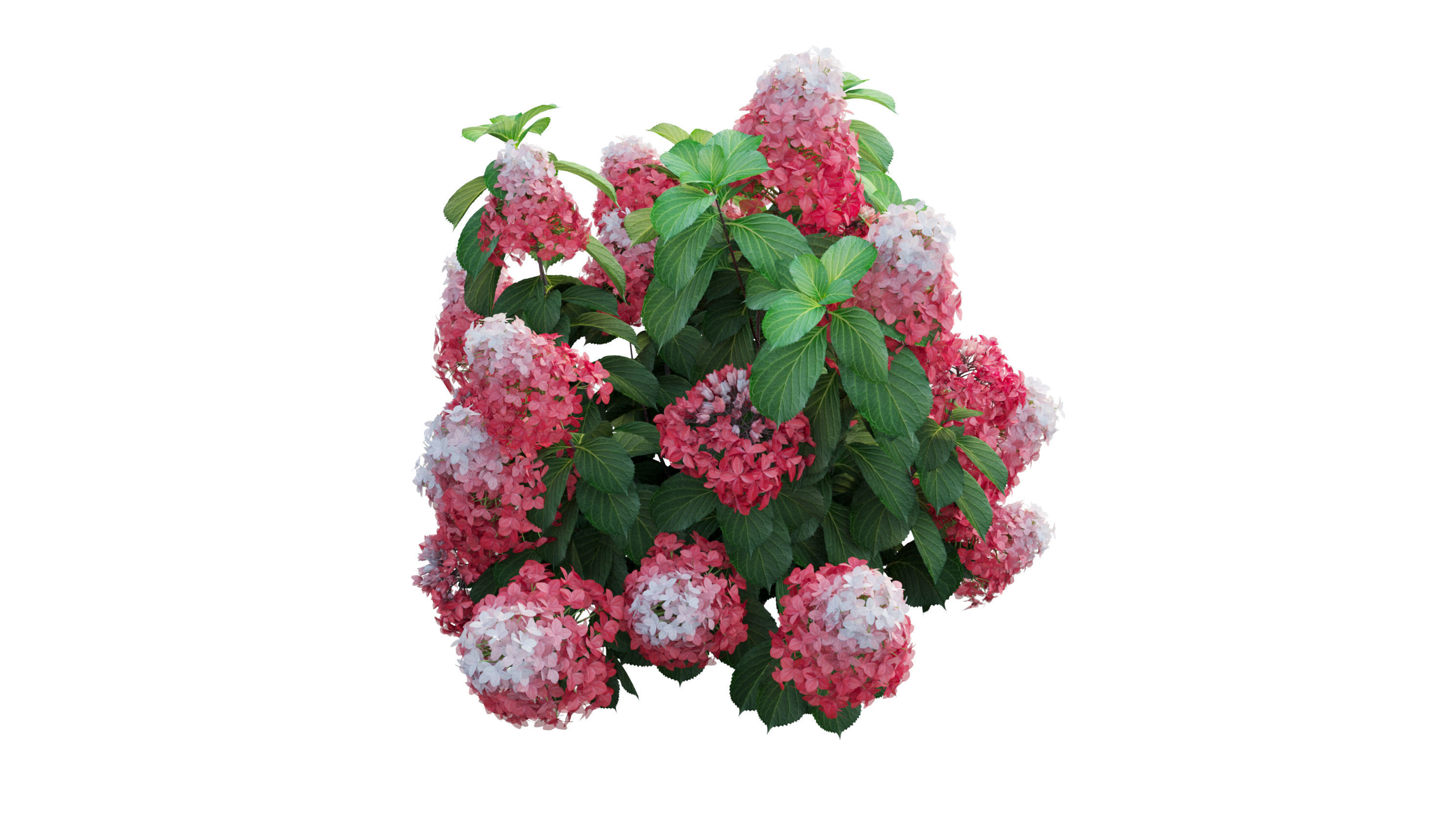 Plants Hydrangea set 11  3D model_28