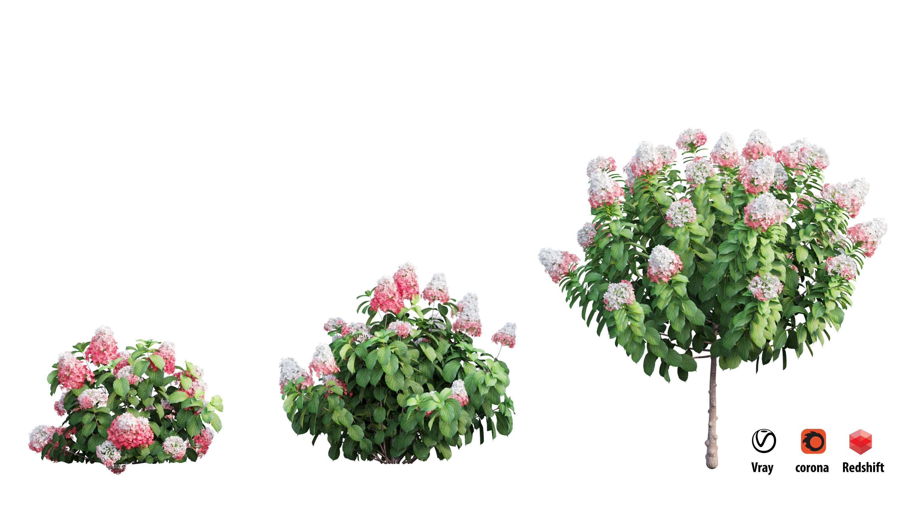 Plants Hydrangea set 11  3D model_1