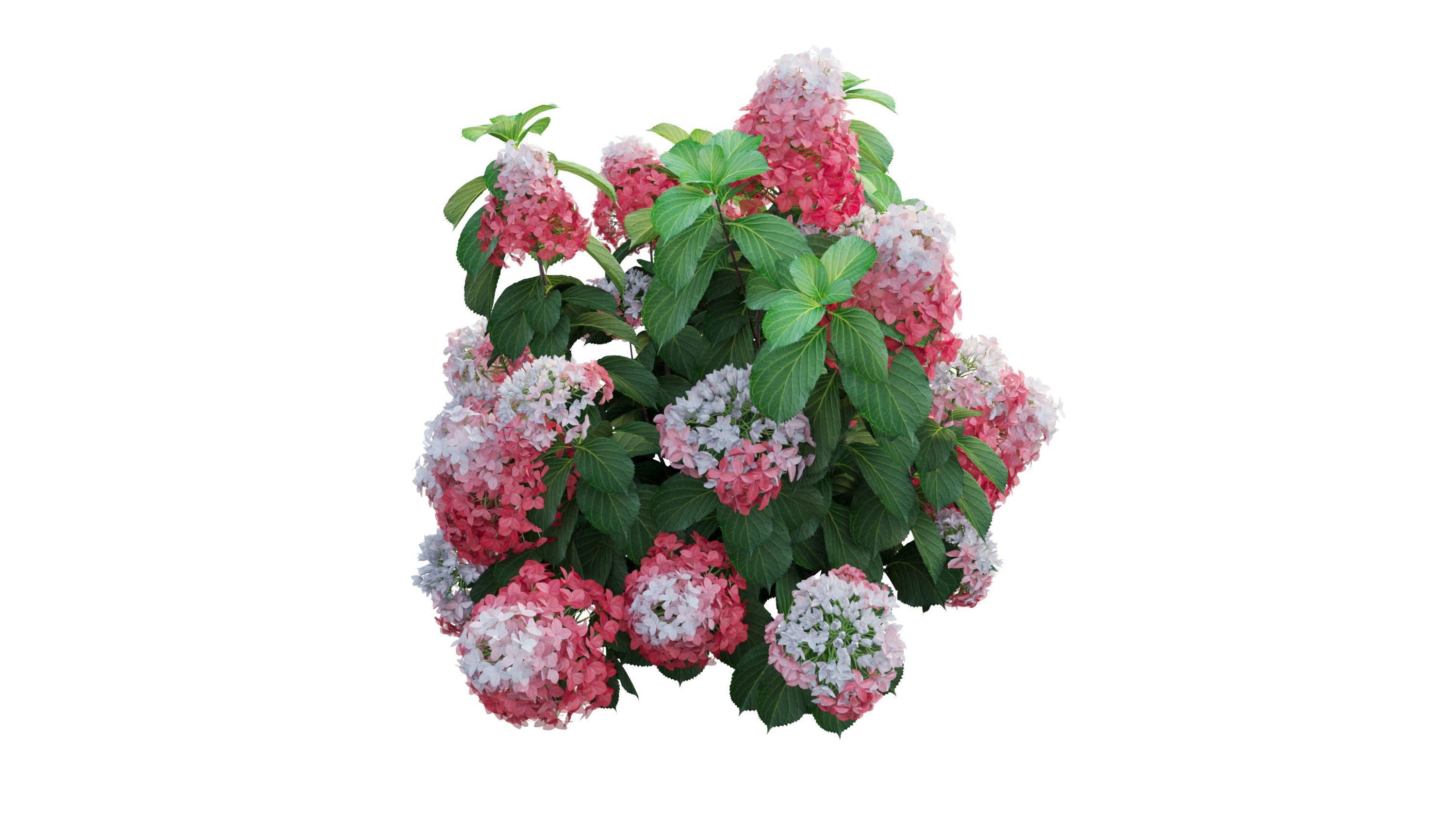 Plants Hydrangea set 11  3D model_33