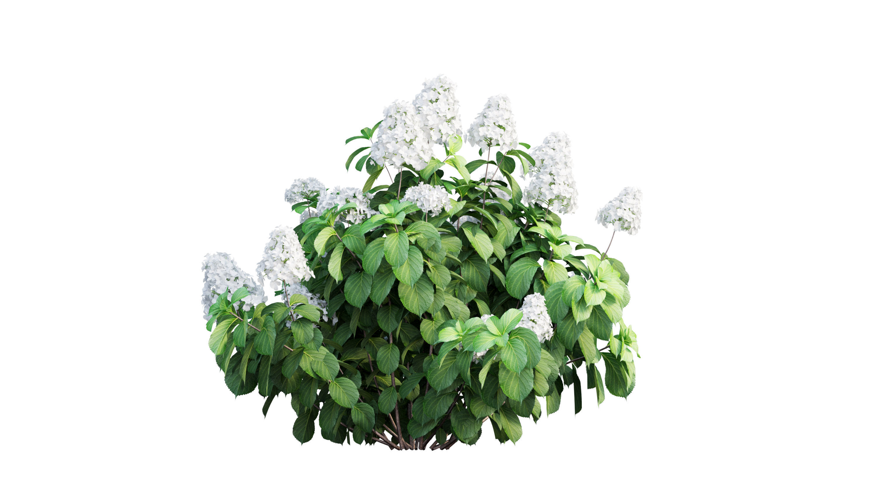 Plants Hydrangea set 11  3D model_6