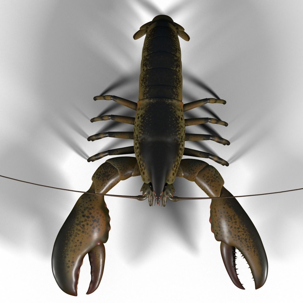 lobster crayfish 3D model_7
