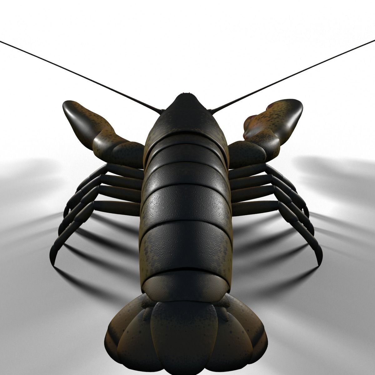 lobster crayfish 3D model_3