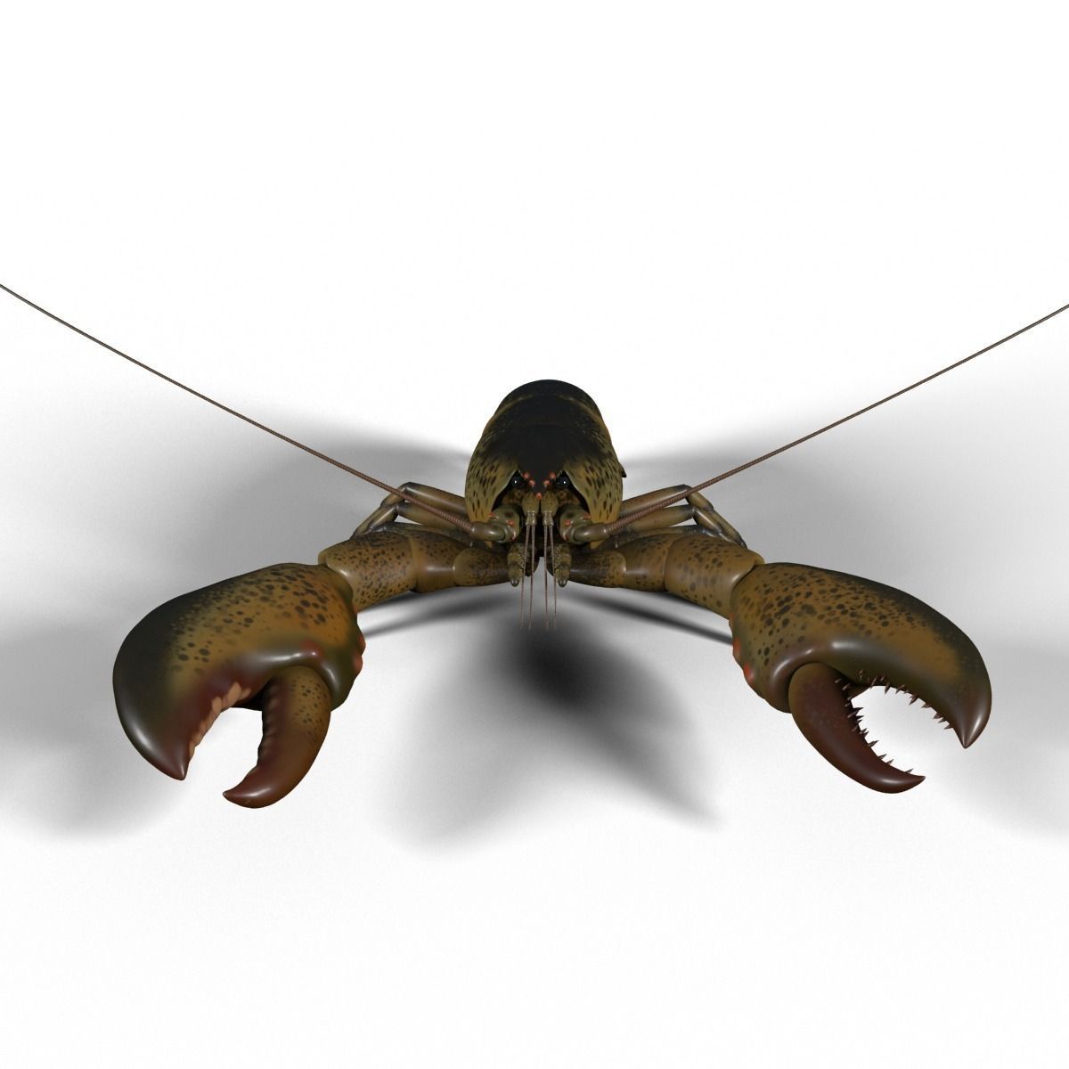 lobster crayfish 3D model_6