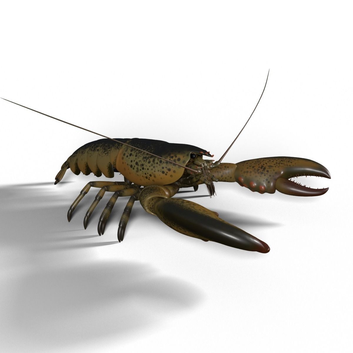 lobster crayfish 3D model_4