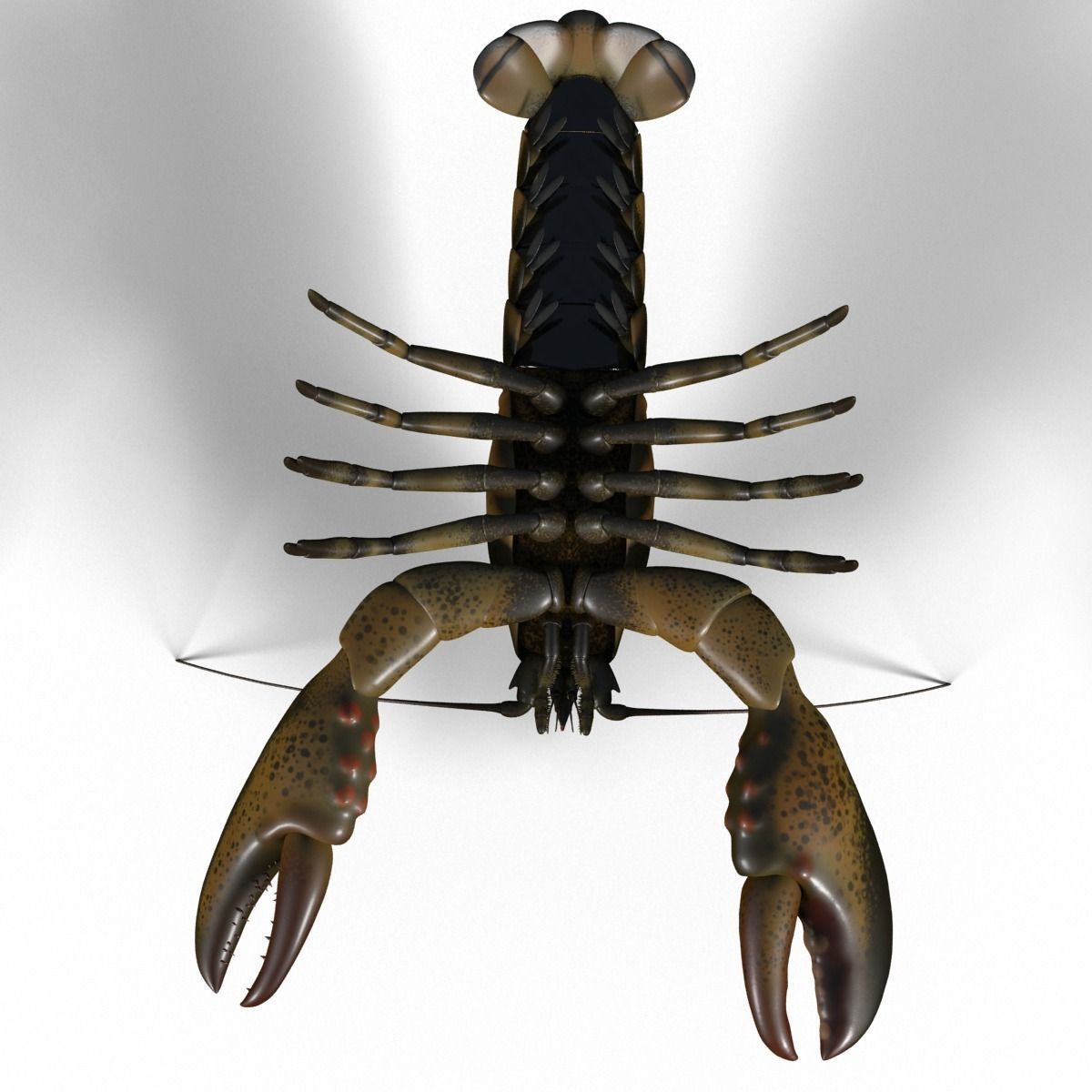 lobster crayfish 3D model_8