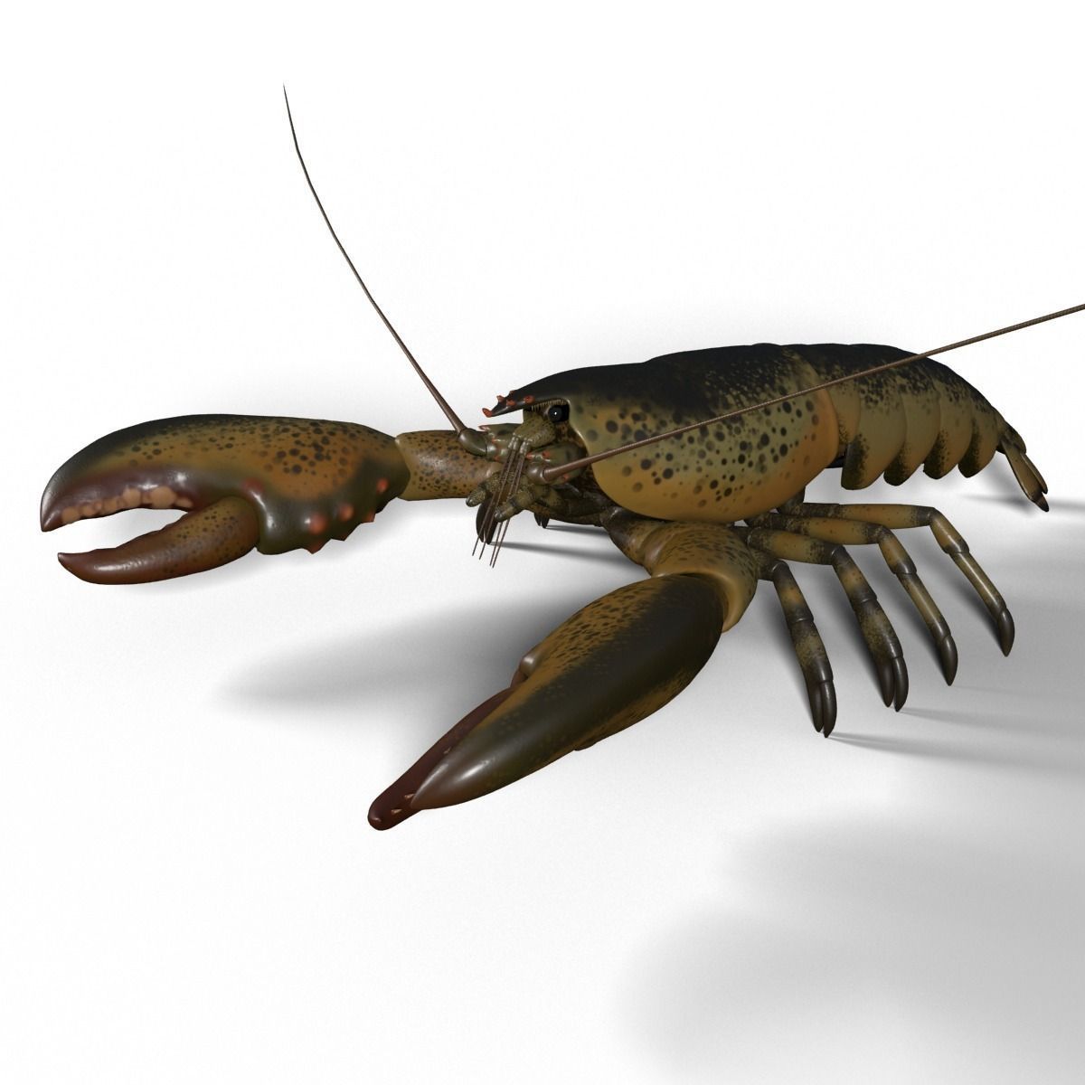 lobster crayfish 3D model_0