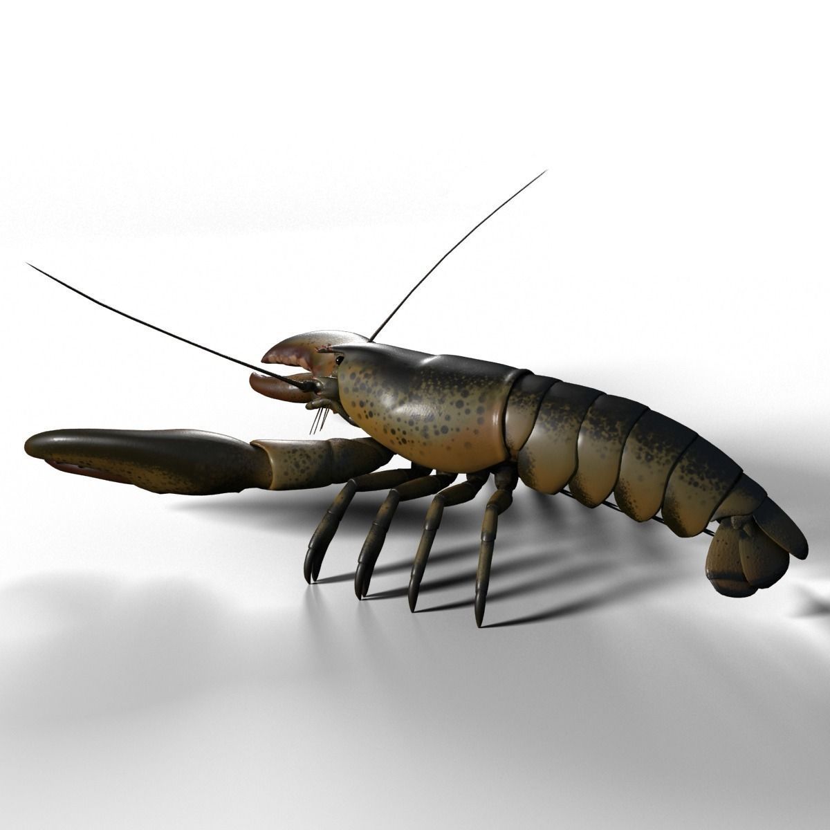 lobster crayfish 3D model_2