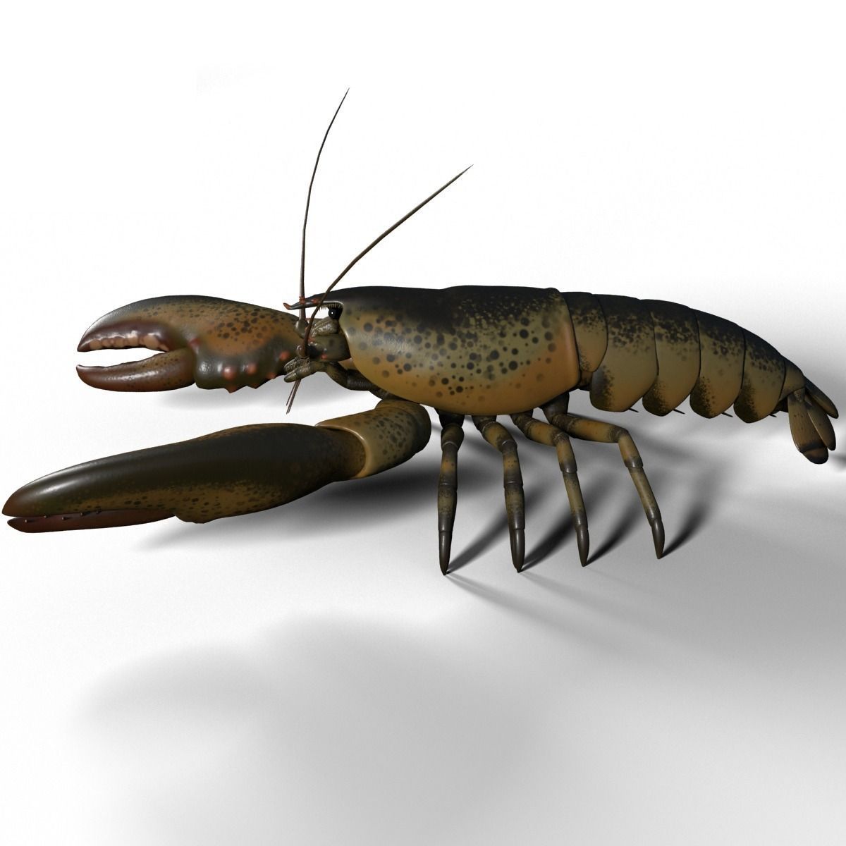 lobster crayfish 3D model_1