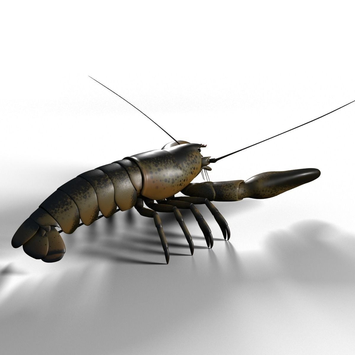 lobster crayfish 3D model_5