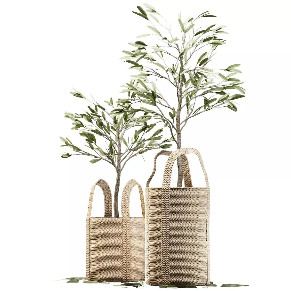 Wicker basket containing the delicate olive tree in pastel tones 3D model_0