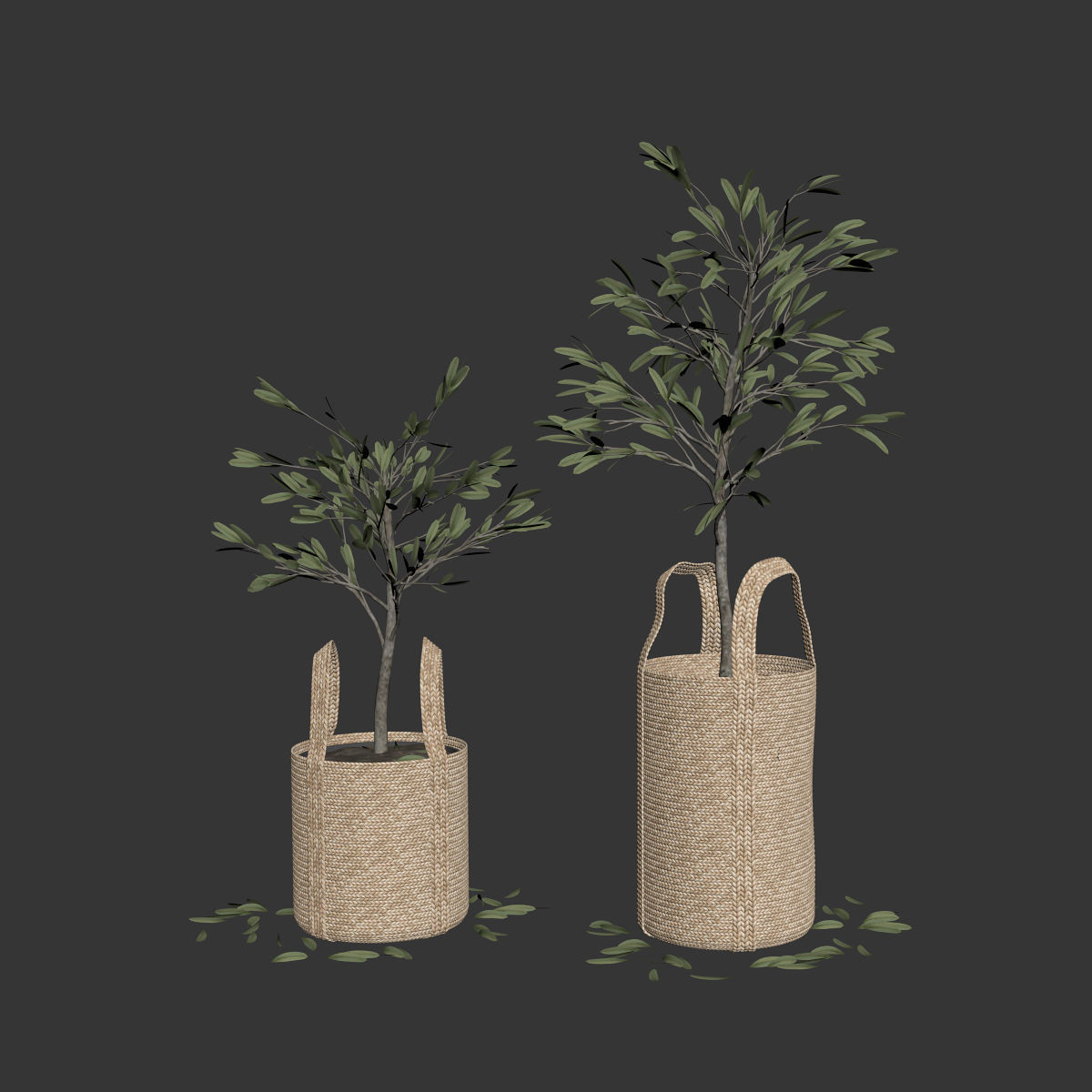 Wicker basket containing the delicate olive tree in pastel tones 3D model_3