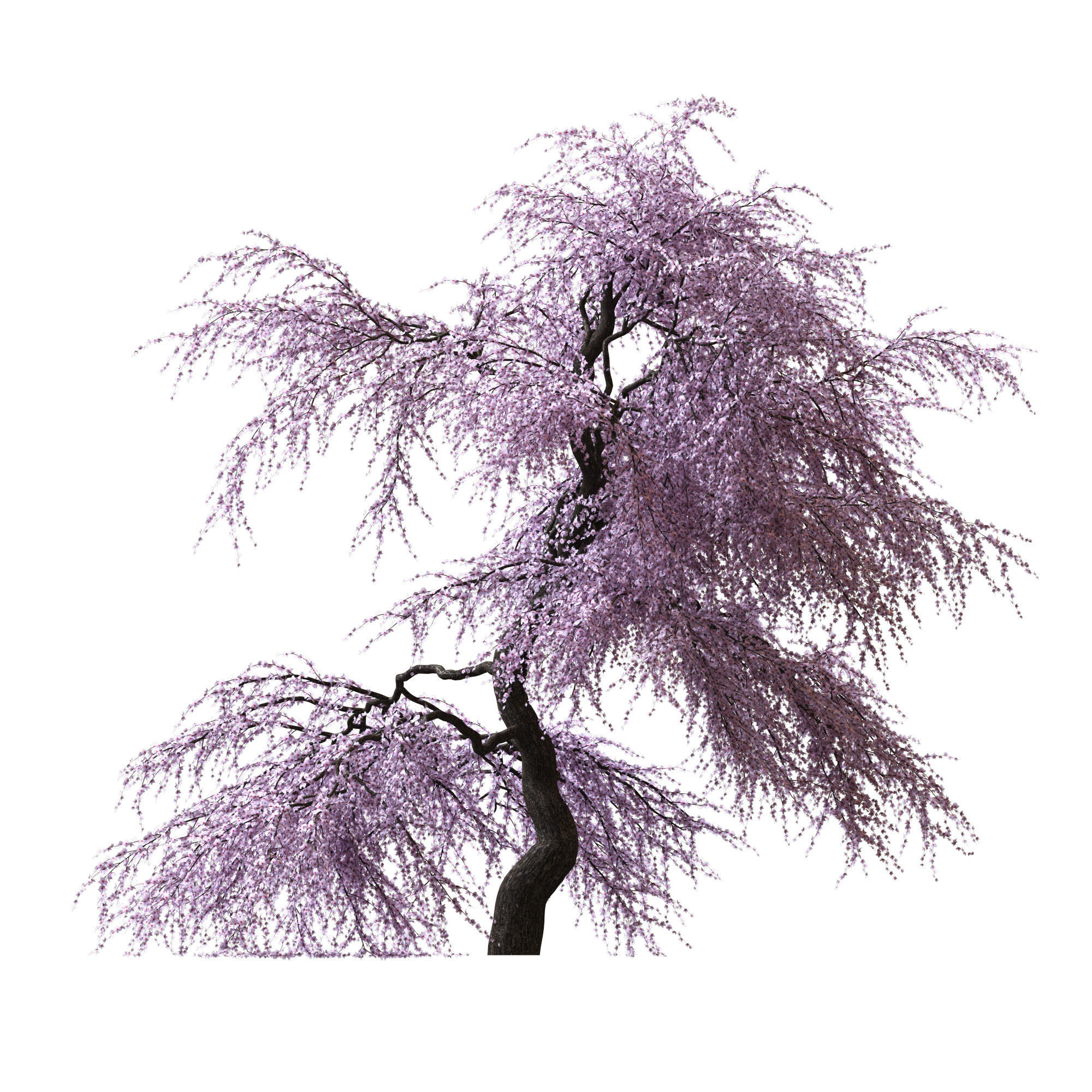 Sakura Tree v2 3D model_1