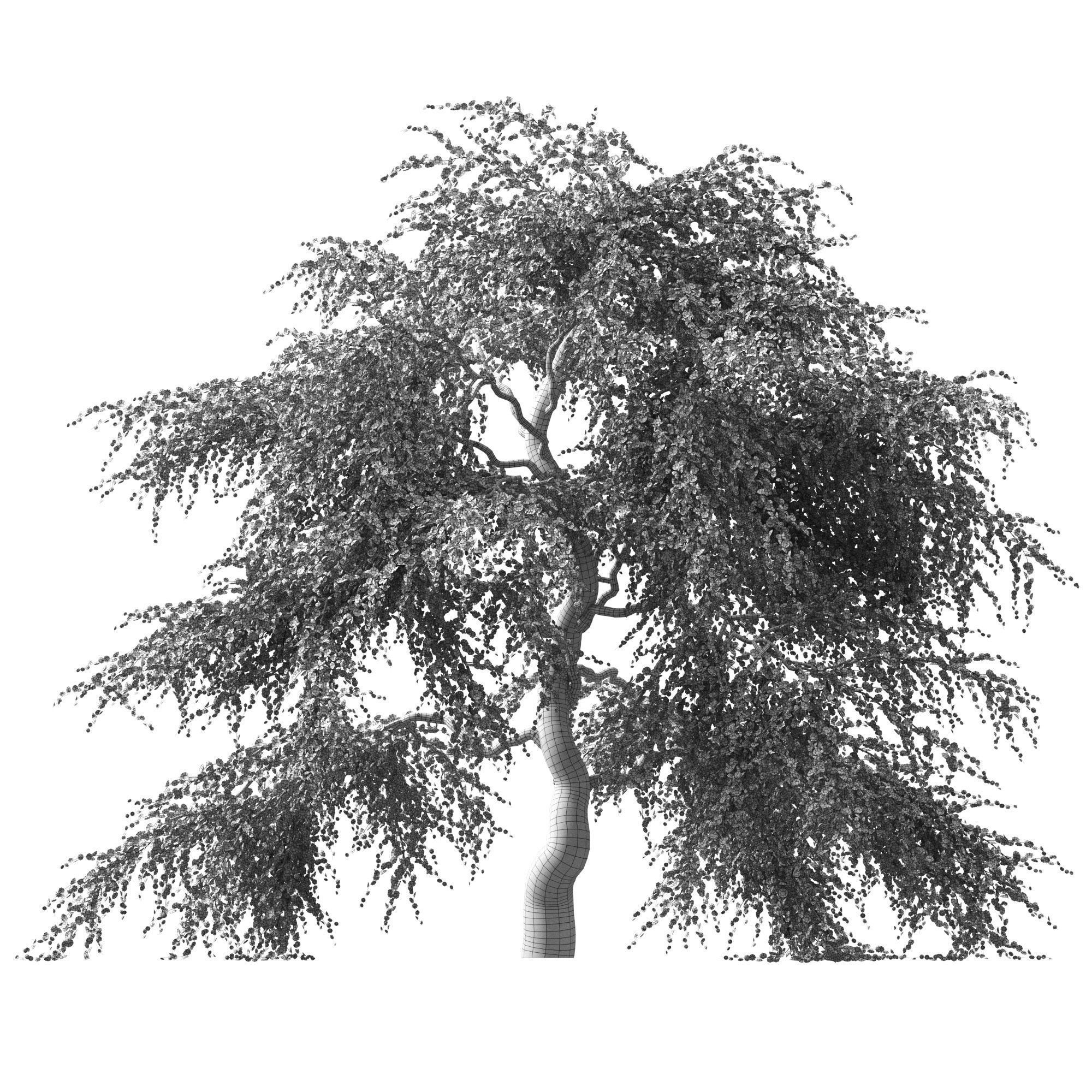 Sakura Tree v2 3D model_3