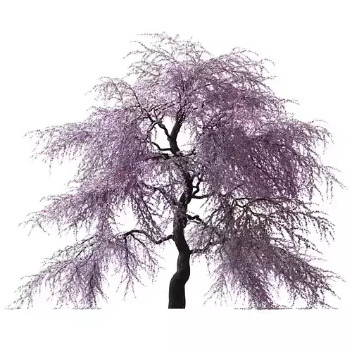 Sakura Tree v2 3D model