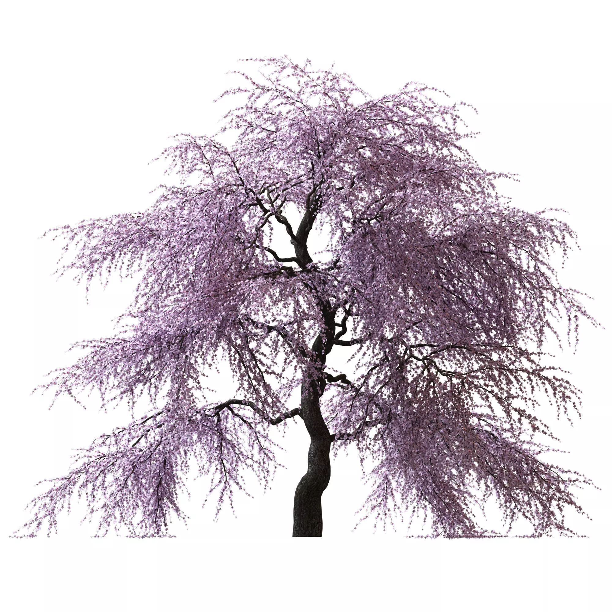 Sakura Tree v2 3D model_0