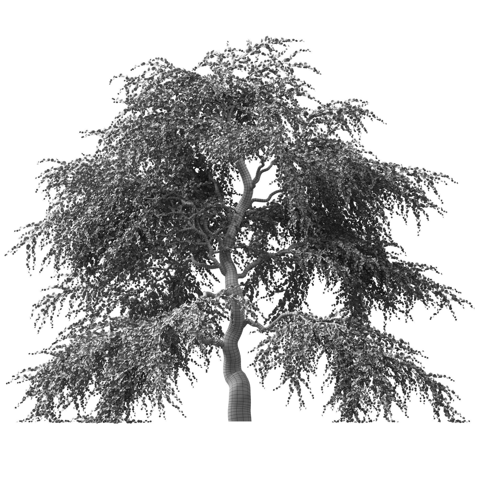 Sakura Tree v2 3D model_5