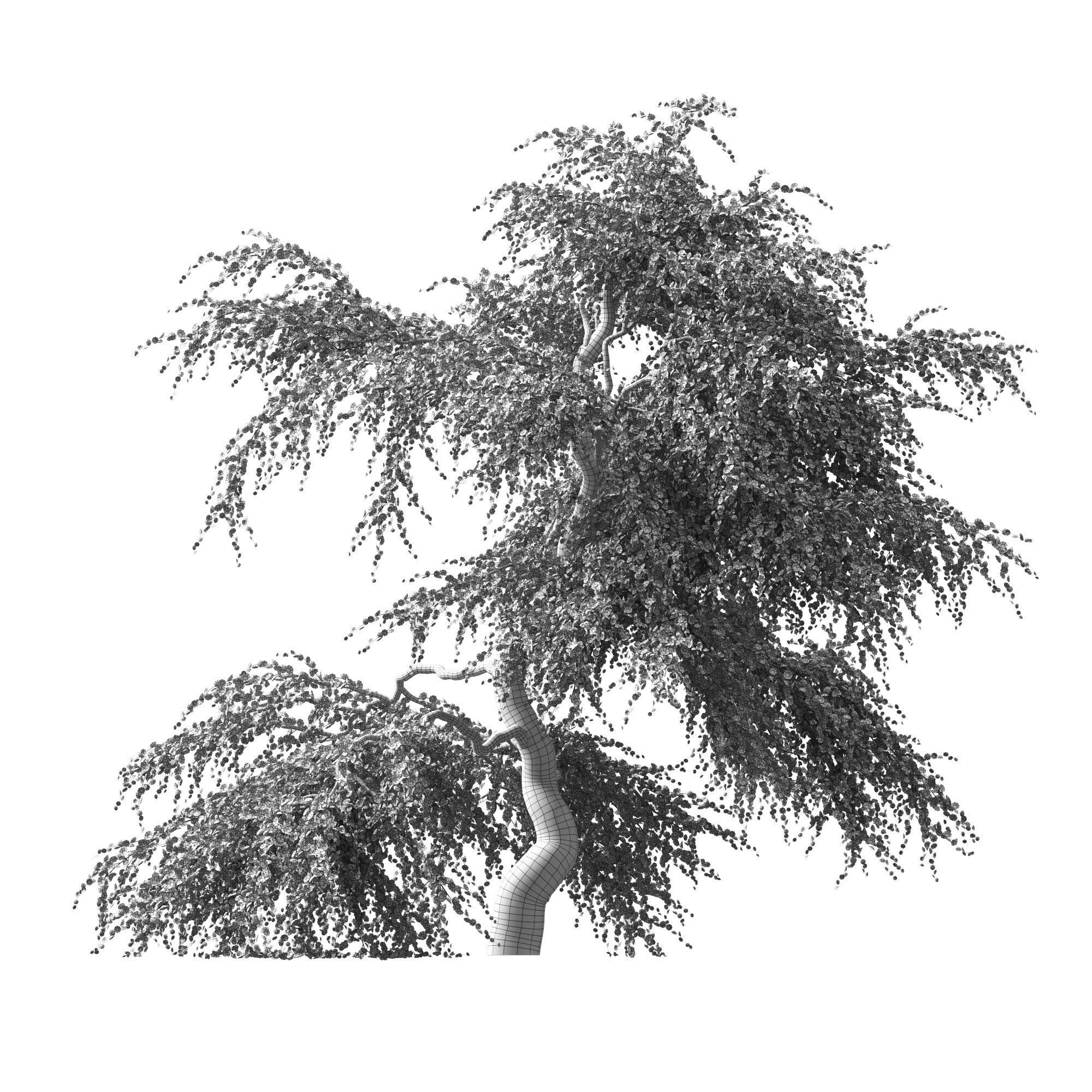 Sakura Tree v2 3D model_4