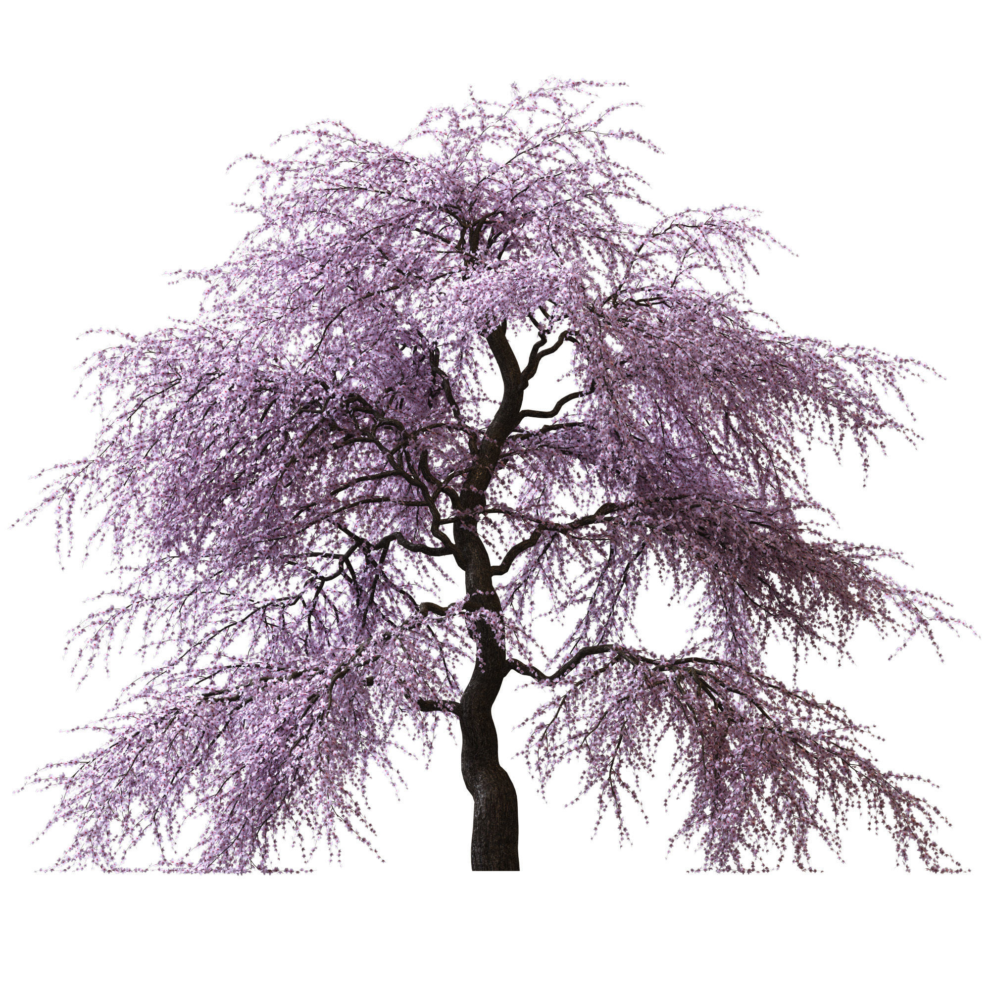 Sakura Tree v2 3D model_2