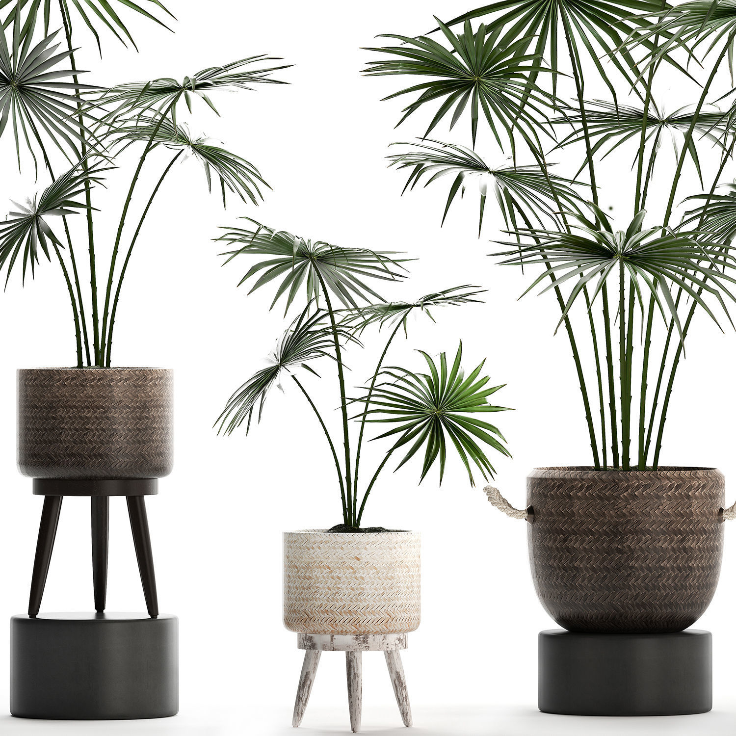 Collection of palm trees for the interior 429 3D model_3