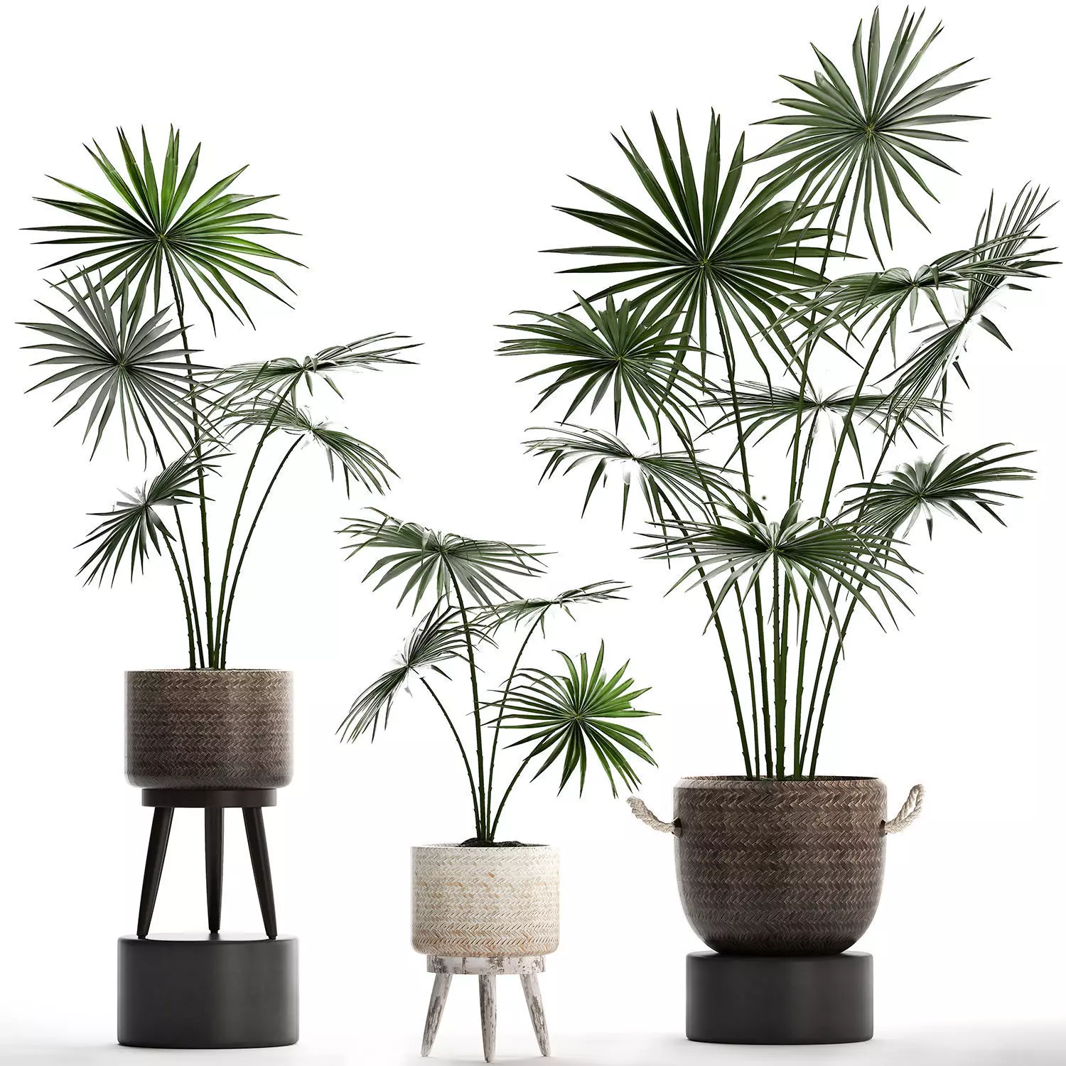 Collection of palm trees for the interior 429 3D model_0