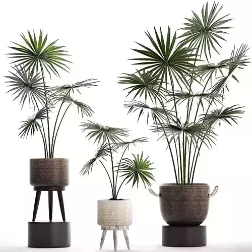 Collection of palm trees for the interior 429 3D model
