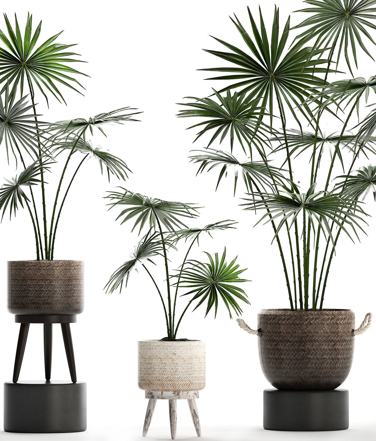 Collection of palm trees for the interior 429 3D model_4