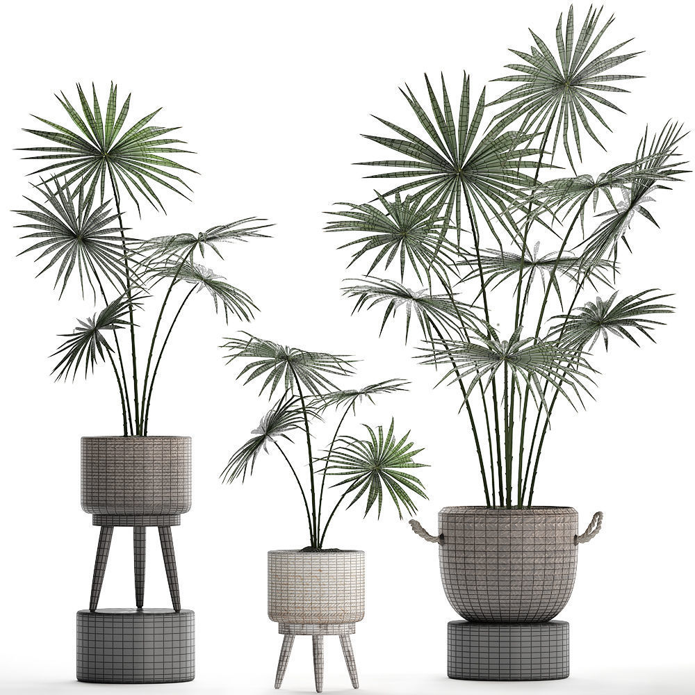 Collection of palm trees for the interior 429 3D model_6