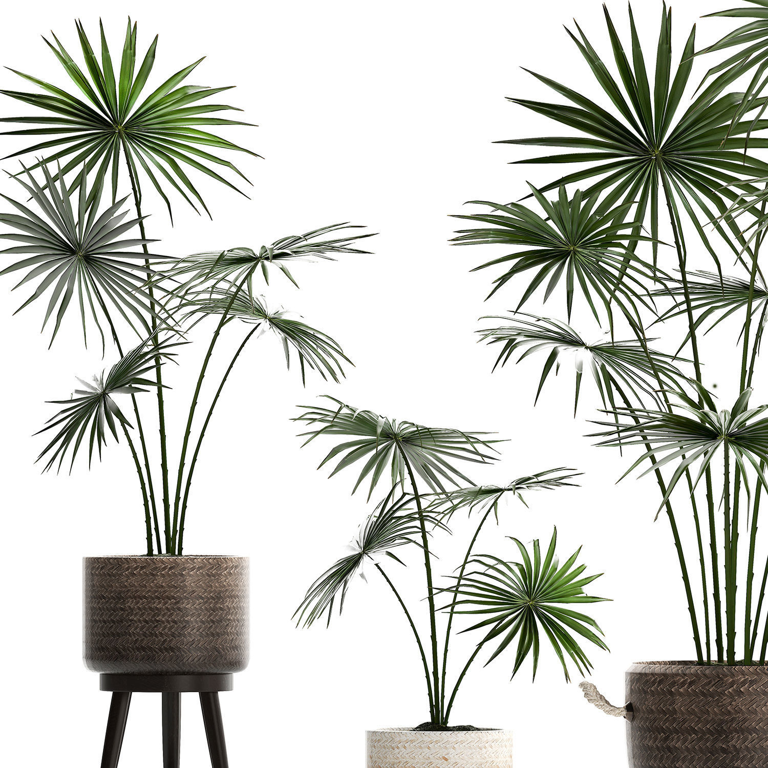 Collection of palm trees for the interior 429 3D model_1