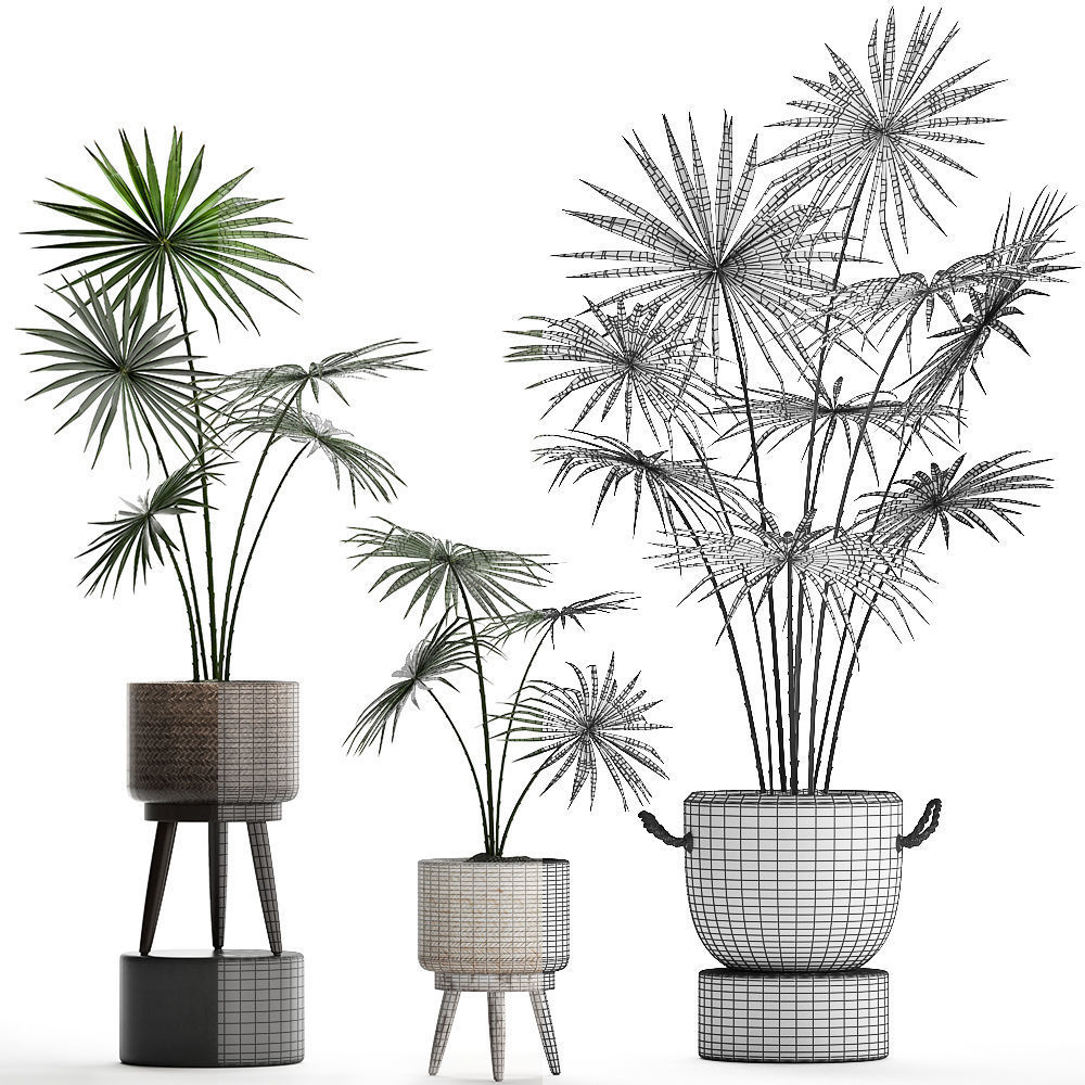 Collection of palm trees for the interior 429 3D model_5