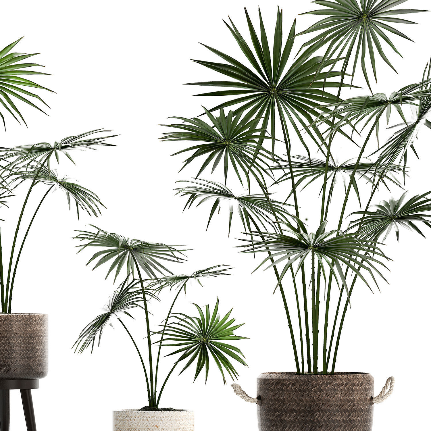 Collection of palm trees for the interior 429 3D model_2