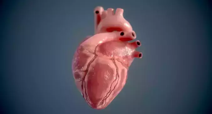 Human Heart Low-poly 3D model