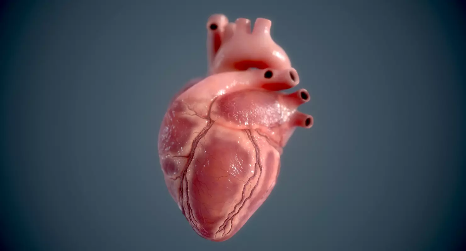 Realistic Anatomical Human Heart - Medical Cardiology PBR Low-poly 3D model