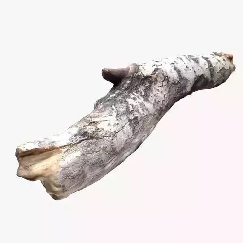Driftwood 2 birch bark