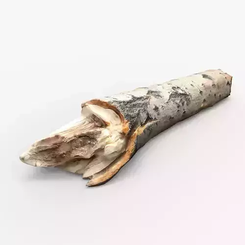 Driftwood birch bark