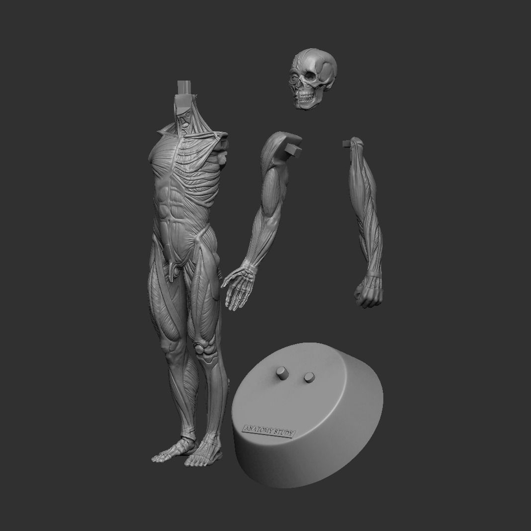 Anatomy Man 3D print model_2