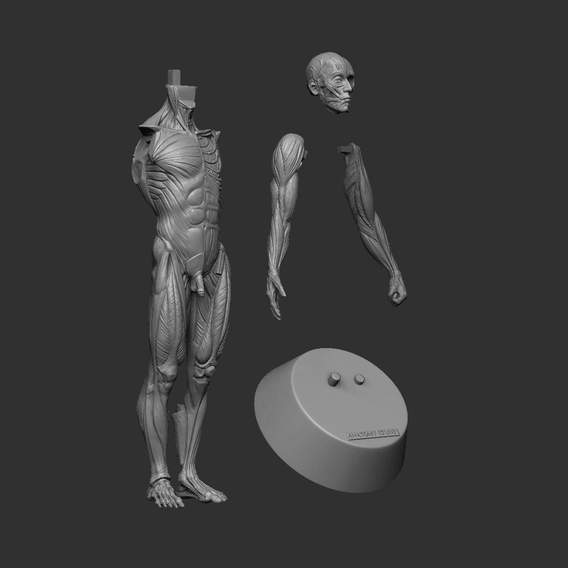 Anatomy Man 3D print model_5