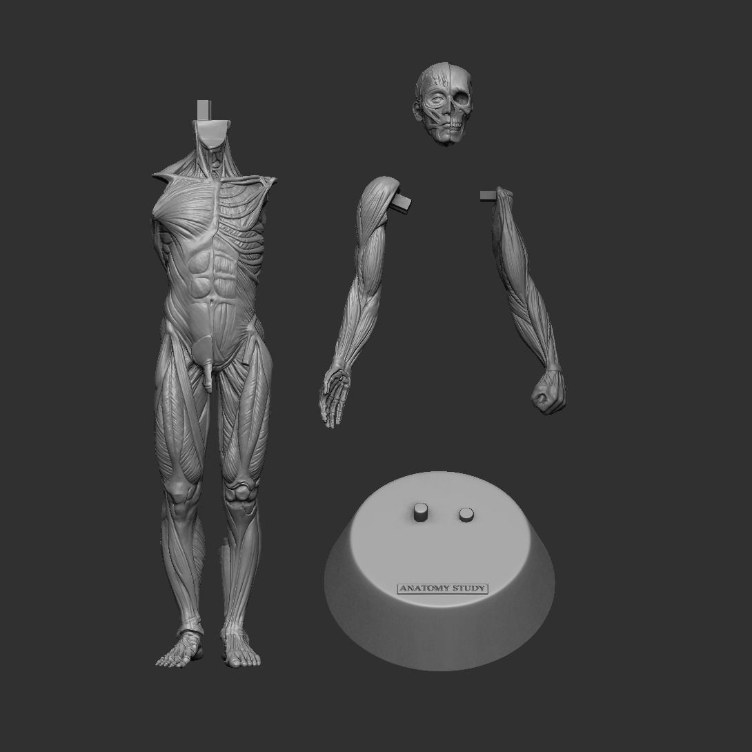 Anatomy Man 3D print model_4