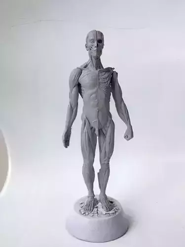 Anatomy Man 3D print model