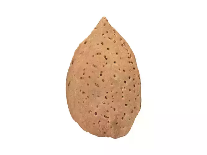 Photorealistic Almond in Shell 3D Scan