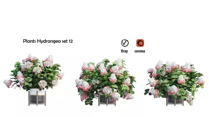 Plants Hydrangea set 12
