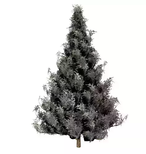 Spruce Tree Snow 3D model