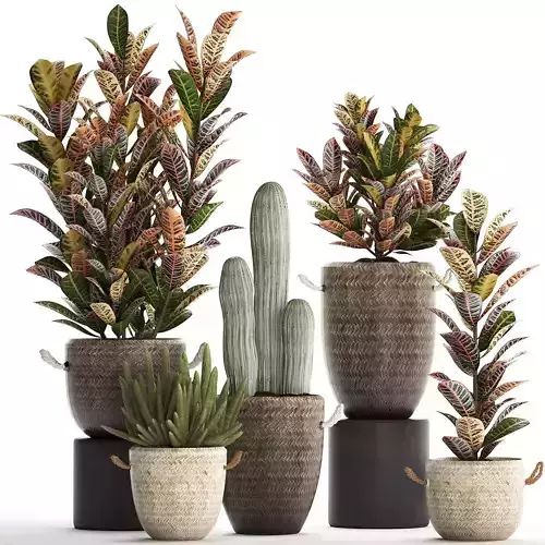 Collection of exotic plants Croton 430 3D model